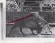 Delcampe - ESPAGNE- MALLORCA- PALMA- BULLFIGHT CORRIDA DE TOROS- TRAUREAUX- 8 AOUT 1965- ARENES-EL ARENAL- TOREO- TAUROMACHIE- - Programmes