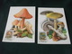 MAXIMUM UNGHERIA 6 CARTOLINE CON FUNGHI - Funghi