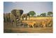 RSA South Africa 2004 Nelspruit Elephant Lion Airmail Viewcard Rate - Cartas & Documentos