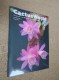 BRITISH CACTUS AND SUCCULENT JOURNAL Vol 29 Mar, Jun, Sep, Dec 2011 (All 4) - Natuur