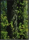 Buchenwald Im Mai  -  DJH / Deutsche Jugend Herberge  -  Ansichtskarte Ca. 1982    (9100) - Bäume