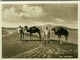 AFRICA - LIBIA / LYBIA -  BREAK IN THE DESERT - MEN & CAMELS - EDIT ALI BEN OTMAN - 1930s ( BG351) - Libya