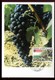 Espagne - Carte Maximum 1983 - Fruits - Raisin - O 206 - Maximumkarten