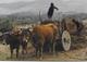 Portugal - Macedo De Cavaleiros - Carro De Bois - Bragança