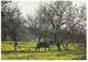 Entier Postaux De Tourisme - Lagos - Landscape With Almond Trees - (Algarve) - Portugal - Entiers Postaux