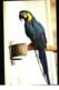 Delcampe - Bird Postcards Lot 10 Pc Different Types & Species - Birds