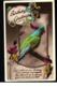 Delcampe - Bird Postcards Lot 10 Pc Different Types & Species - Birds