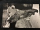 “Nikki” The Russian Bear Bébé Ours Buvant De La Bière London Zoo 1956 Real Photo - Bears