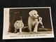 Chien Labrador Et Chat Dog And Cat British Post Card Greetings Real Photo - Dogs