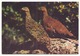 ISLANDIC PTARMIGAN - Pájaros