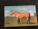 Cheval Horse  USA Post Card - Horses