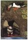 (444) Island's - Puffins - Islande