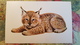 "Little Lynx" By Isakov - 1978 - OLD  Soviet  Postcard - Insects