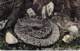 ** USA Etats-Unis ( FL FLORIDA ) RATTLESNAKE - Serpent à Sonnette - CPSM Format CPA - North America Amerique Nord - Autres & Non Classés