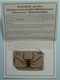 New Zealand - GPT - Auckland Phonecard Society - Expo - 1992 - Avondale Spider - $5 - Mint In Folder - New Zealand