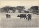 Congo: Buffles / Buffels / Buffaloes - Parc National Albert - Toros