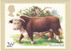 Hereford Bull - Cattle - Stiere