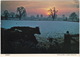 Sunset - Cows - Hailey (Oxfordshire) - Cows