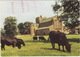 Lanercost Priory, Cumbria : Grazing Cows / Cattle - Koeien