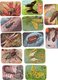 12 Cromos De Insectos. - Otros & Sin Clasificación