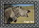 Kruger Park - Burchell's Zebra / Bontsebra - (South Africa) - Zuid-Afrika