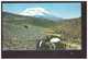 Equateur Ecuador El Chimborazo Boeuf Boeufs Carte Ecrite En 1970 - Equateur