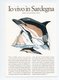 Illustration: Franco Testa: Delphinus Delphis, Dauphin Commun (18-3121) - Dauphins