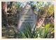 Knysna - The Grave Of George Rex  (Excile From England, Enterprising Gentleman) ,Cape Province - (South Africa) - Zuid-Afrika