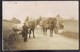 Chevaux . Carte Photo . - Attelages