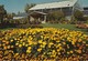 Marigolds And The Tropical Aviary, Calgary Zoo, Calgary, Alberta - Calgary