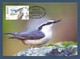 Kirgisistan 2018  , The Easern Rock Nuthatch  - Maxi Card - Premier Jour 22.05.2018 - Kirgisistan