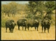 South Africa Postcard 1982 Buffel - South Africa