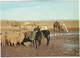 Judean Desert: Sheep, Donkey's, Camels - Near The Well In The Desert - (Israel) - Israël