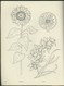 FLORAL DESIGNS AND MOTIFS FOR ARTISTS -C. TARBOX-DOVER PUBBLICATIONS NEW YORK - Decorazione