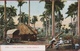 Old Postcard Tarjeta Postal Cuba Cuban Landscape Paisaje Cubano Palm Forestry Palm Tree Forest Colonial Period - Cuba