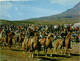 ICELAND -  REYKJAVIK - PONY-RIDING - PHOTO MATS WIBE LUND - 1970s (BG674) - IJsland