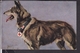 Rotes Kreuz , Der Sanitätshund Im Felde " 1.Deutscher Schäferhund "  1916 - Rotes Kreuz