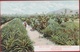 Cuba Isla De Pinos Campesino Pineapple And Orange Grove Plantation Colonial Period Rare Old Postcard Tarjeta Postal - Kuba