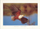 South Africa Postcard Fish Eagle South Africa Sent To Switzerland 28-10-2003 (Weak Bended Corner) - Sudáfrica