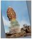 (450) USA - Hawaii Silversword In Bloom - Cactusses