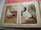 Full Set Complete 24 Cards TAUBEN Duiven Pigeons - 2 ALBUMS Conserven Fabriek TAMINIAUX - ELST Hollandse Tuimelaar E.a. - Other & Unclassified