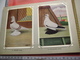 Delcampe - Full Set Complete 24 Cards TAUBEN Duiven Pigeons - 2 ALBUMS Conserven Fabriek TAMINIAUX - ELST Hollandse Tuimelaar E.a. - Other & Unclassified