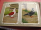 Delcampe - Full Set Complete 24 Cards TAUBEN Duiven Pigeons - 2 ALBUMS Conserven Fabriek TAMINIAUX - ELST Hollandse Tuimelaar E.a. - Other & Unclassified