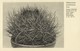 Cactus Cactaceae, Echinocactus Cylindraceus Lem. (1920s) Otto Stoye Postcard - Cactus