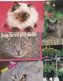 Delcampe - Lot De 36 Cartes -Thème ; Les Chats Et Chatons - Chats