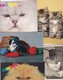 Delcampe - Lot De 36 Cartes -Thème ; Les Chats Et Chatons - Chats