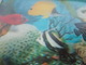 Zeer Mooie 3-D Kaart , Aquarium Met Zeewatervissen, Geribde Kunststof Geeft Mooi Dieptezicht - Poissons Et Crustacés
