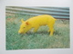 YELLOW PIG , Gekleurd Varken - Maiali