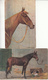 D1441 Lot 2 Old Postcards Artist Signed Horses Chevals - Chevaux