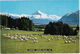 Farming, Tasman Valley (Mount Cook) - New Zealand - Sheep - Nieuw-Zeeland